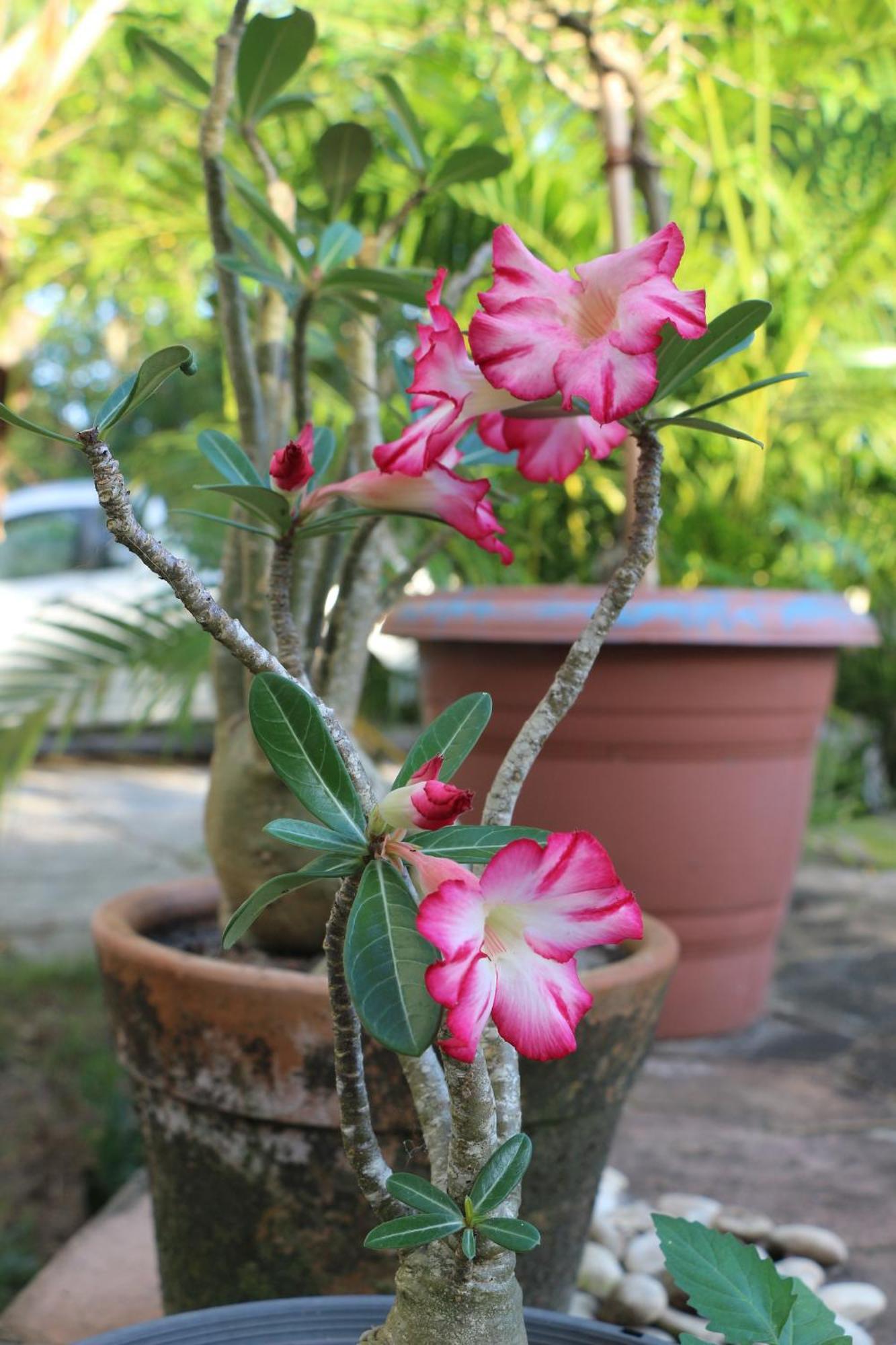 Casa Aroeira Pousada อิเลอุส ภายนอก รูปภาพ